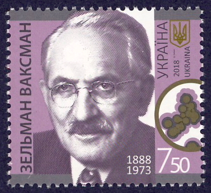 Selman Waksman